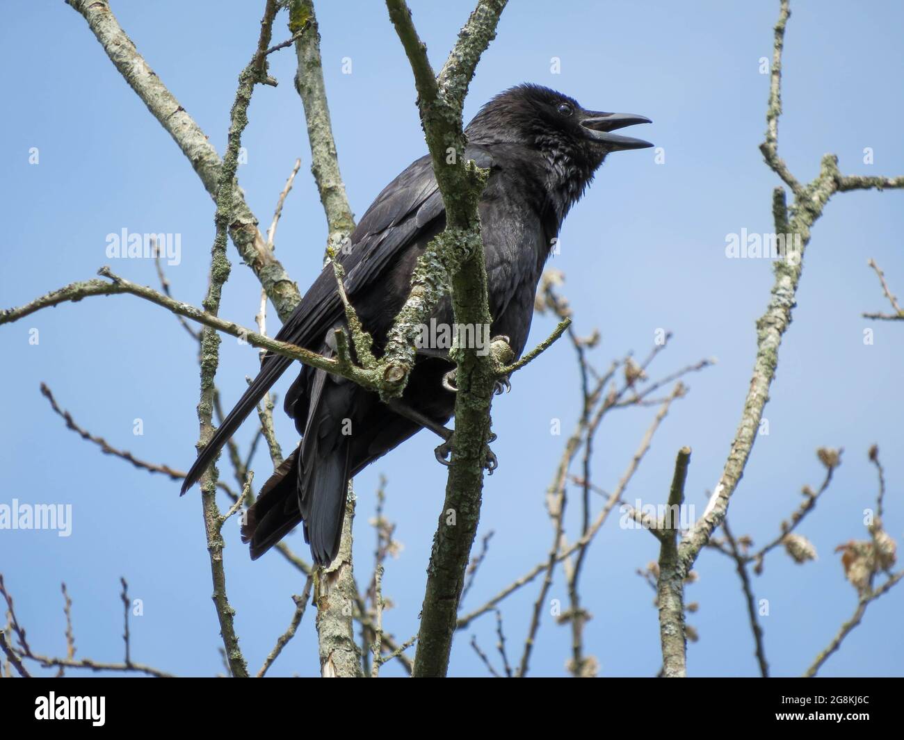 Die Aaskrähe corvus corone ist ein Singvögel der Familie corvidae Stockfoto
