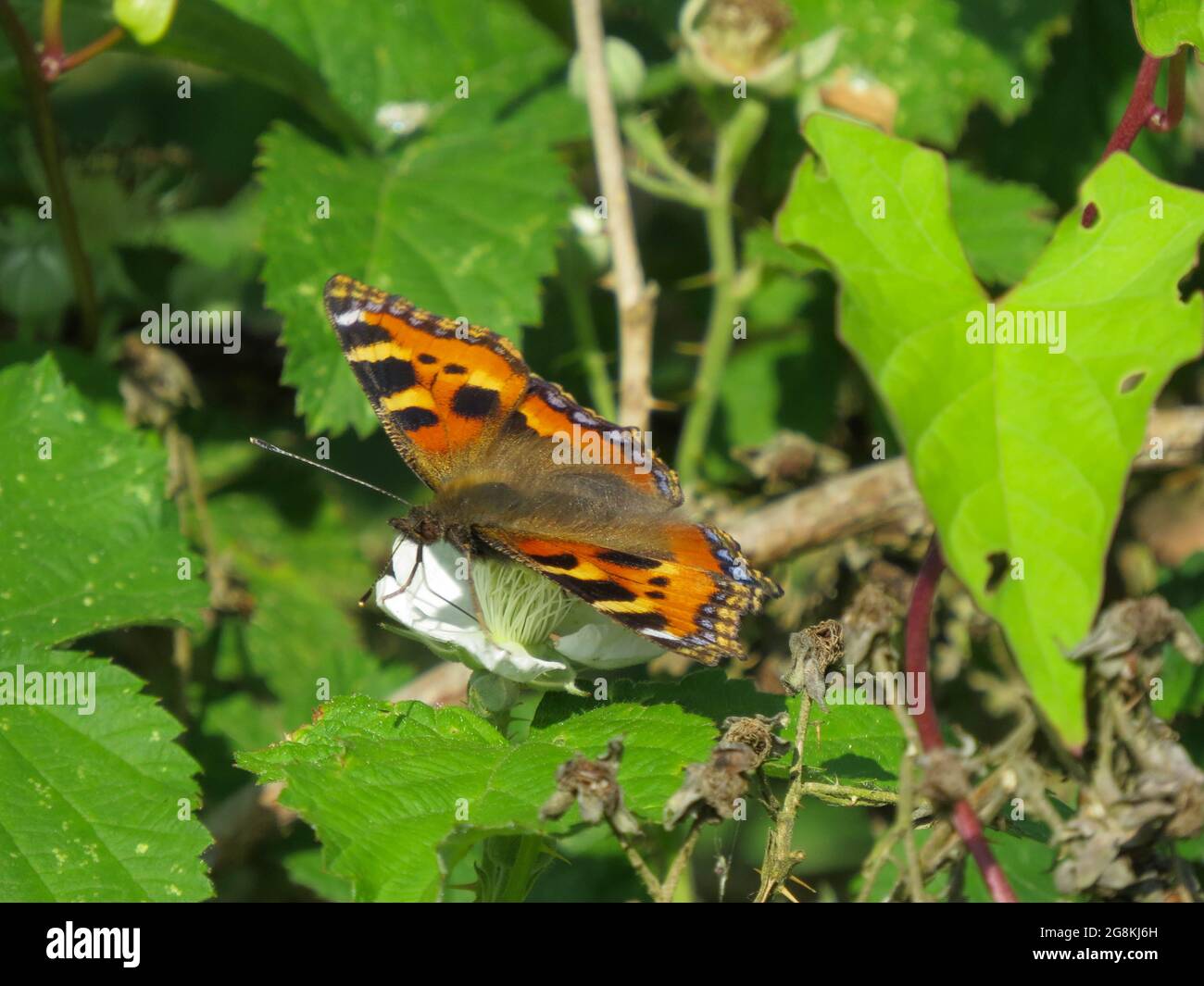 Bunte kleine Schildpatt Schmetterling ruht auf einer Bramble Stockfoto