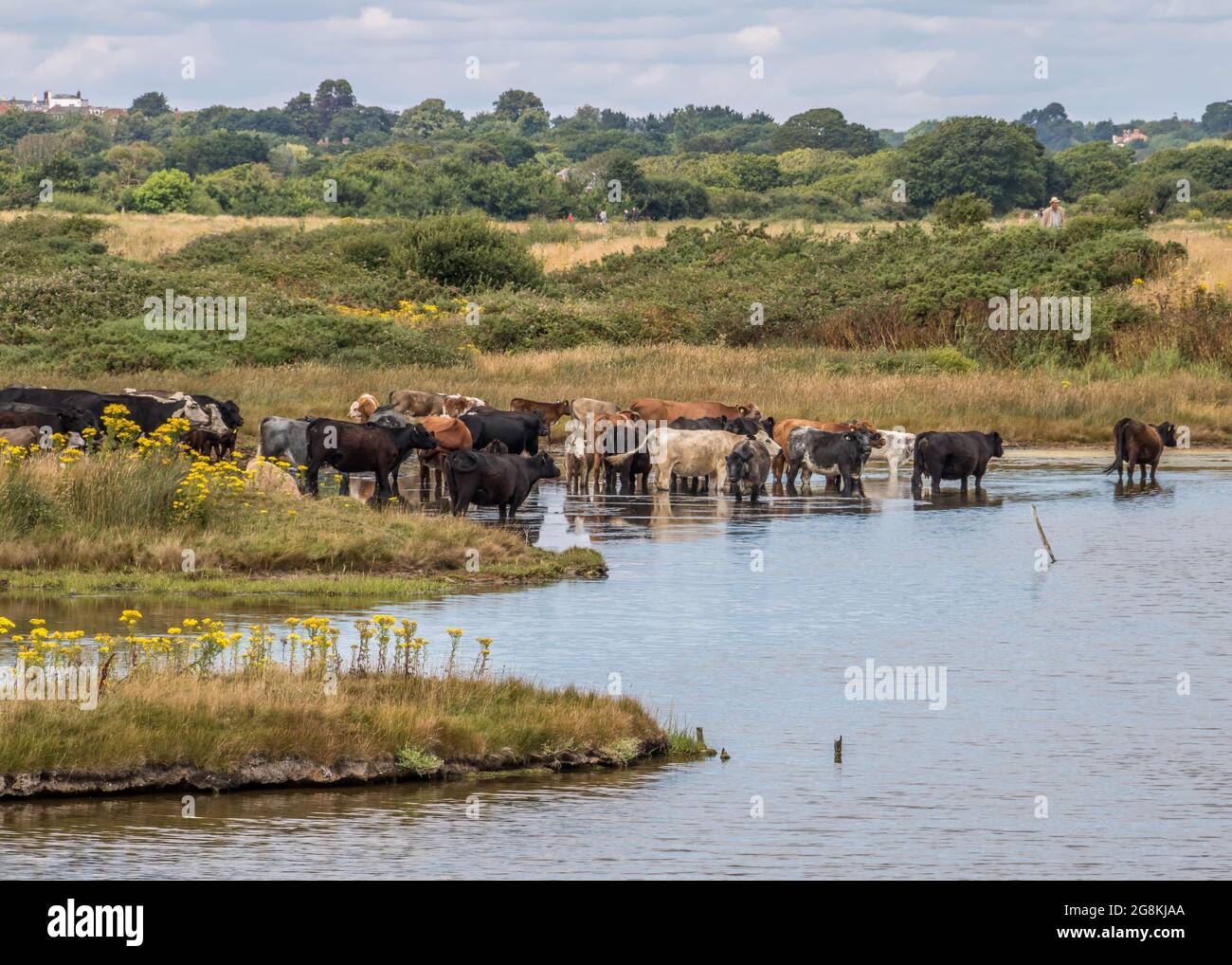 Herde von Kühen, die sich im Fluss abkühlen Stockfoto