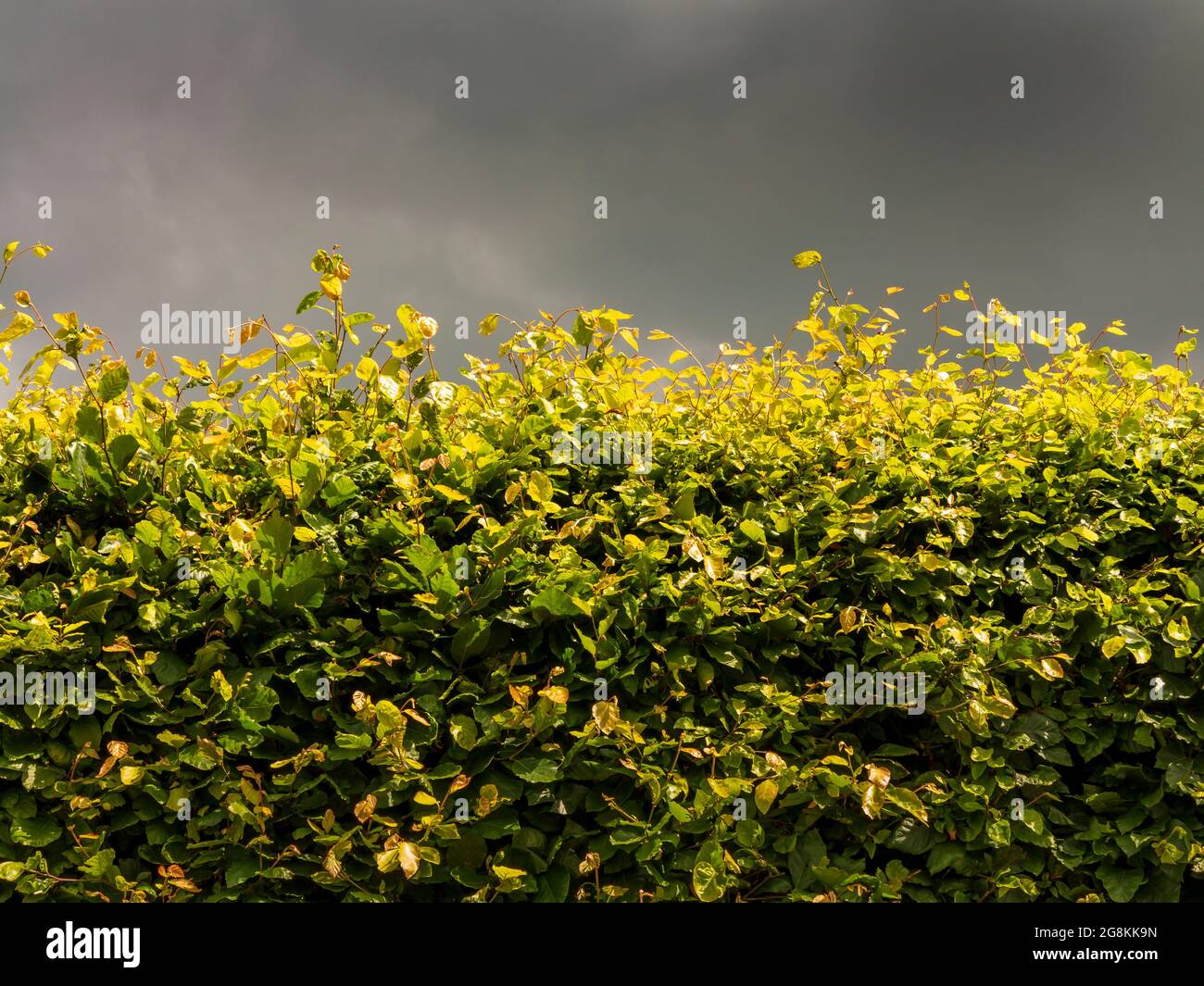 Ein Teil der Buche Abhedging sonnenbeleuchtet vor einem dunklen stürmischen Himmel Stockfoto