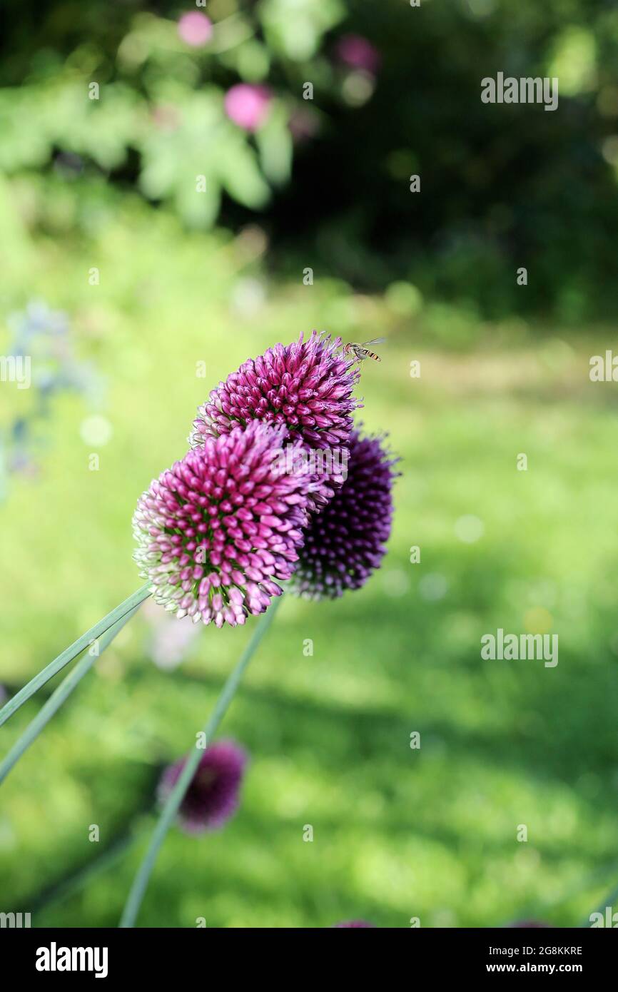 Purple Allium sphaerocephalon wächst in einem Garten in Oxfordshire, Großbritannien, mit einer winzigen Biene, die um eine Blume schwebt. Stockfoto