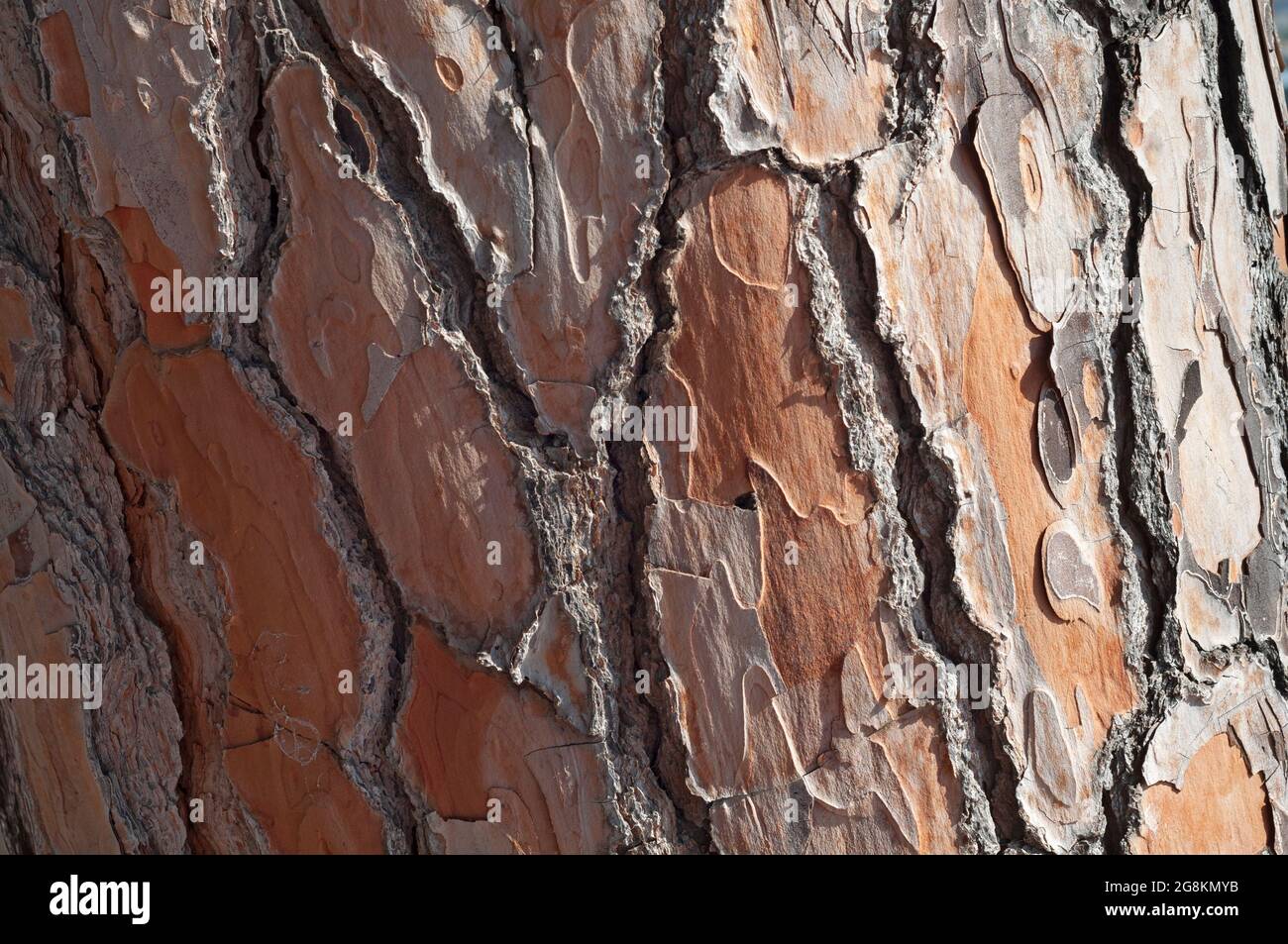 Rinde des Pinus Pinea, Regenschirmkiefer Stockfoto