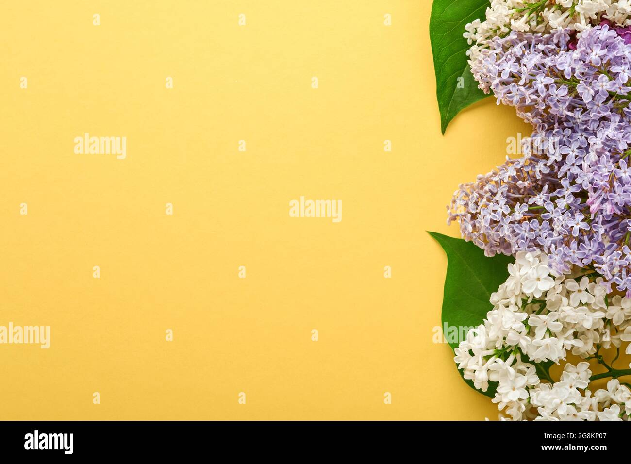 Zweig von schönen weißen Flieder auf gelbem Hintergrund. Draufsicht. Festliche Grußkarte mit Flieder für Hochzeiten, glücklichen Frauentag Valentinstag und Mütter Stockfoto