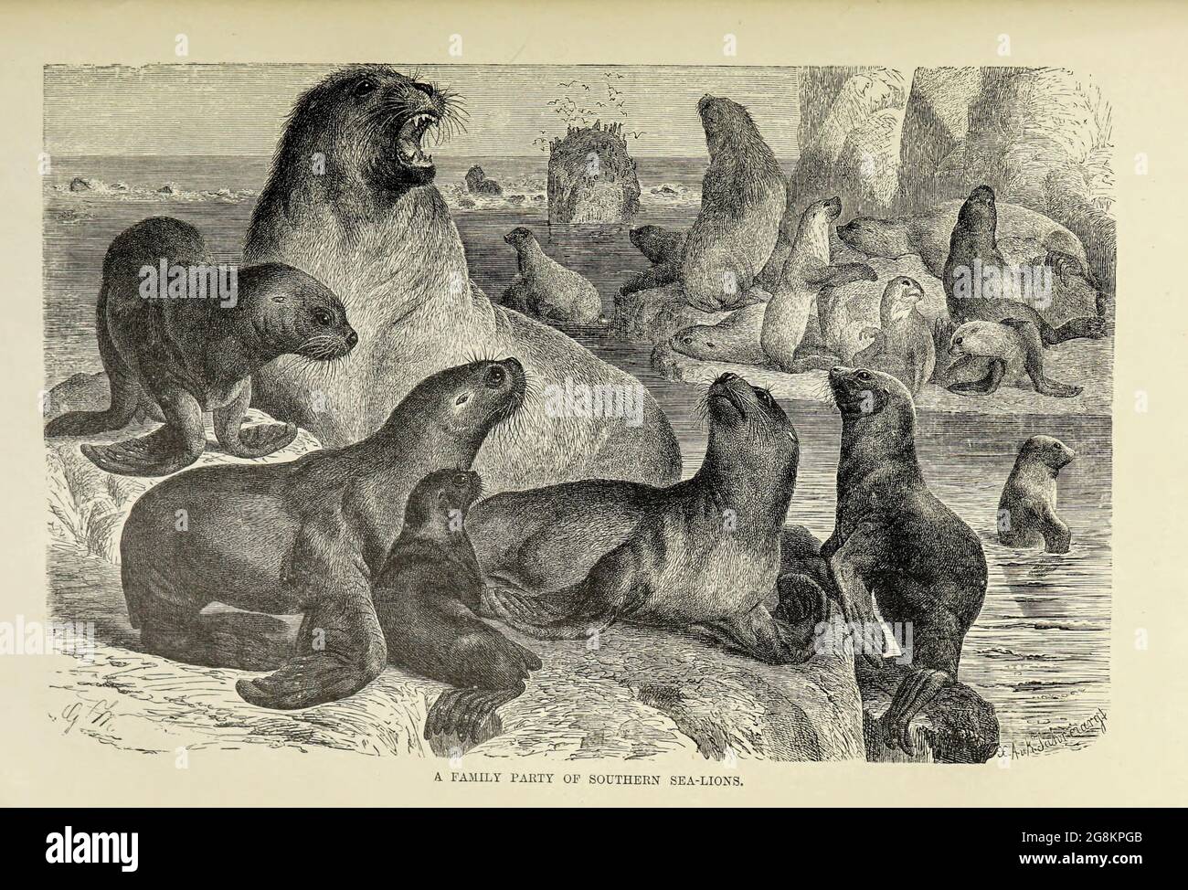 Seelöwen sind Nadelgehege, die sich durch äußere Ohrenklappen, lange Vorlipper, die Fähigkeit, auf allen Vieren zu gehen, kurze, dicke Haare und eine große Brust und einen großen Bauch auszeichnen. Aus dem Buch ' Royal Natural History ' Band 2 herausgegeben von Richard Lydekker, veröffentlicht in London von Frederick Warne & Co im Jahr 1893-1894 Stockfoto