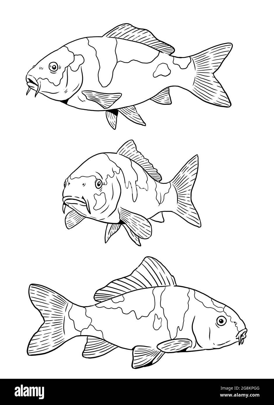 Teich mit Koi für die Färbung. Digitale Vorlage für bunte Fische. Bild für Kinder und Erwachsene. Stockfoto