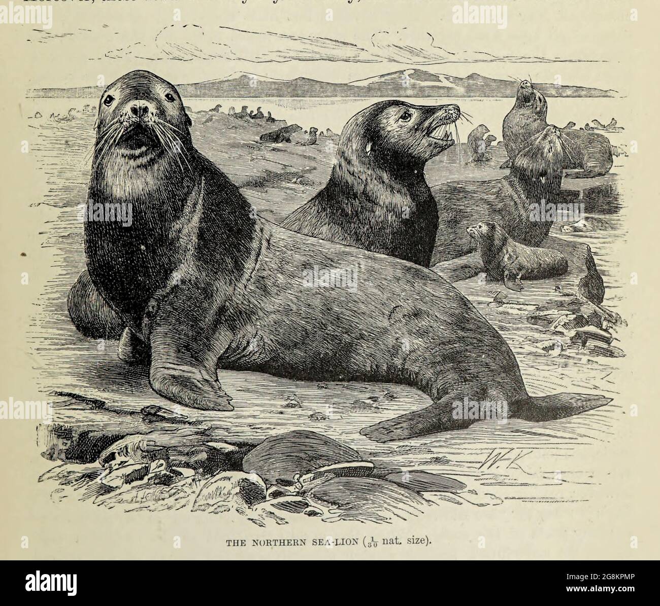 Seelöwen sind Nadelgehege, die sich durch äußere Ohrenklappen, lange Vorlipper, die Fähigkeit, auf allen Vieren zu gehen, kurze, dicke Haare und eine große Brust und einen großen Bauch auszeichnen. Aus dem Buch ' Royal Natural History ' Band 2 herausgegeben von Richard Lydekker, veröffentlicht in London von Frederick Warne & Co im Jahr 1893-1894 Stockfoto