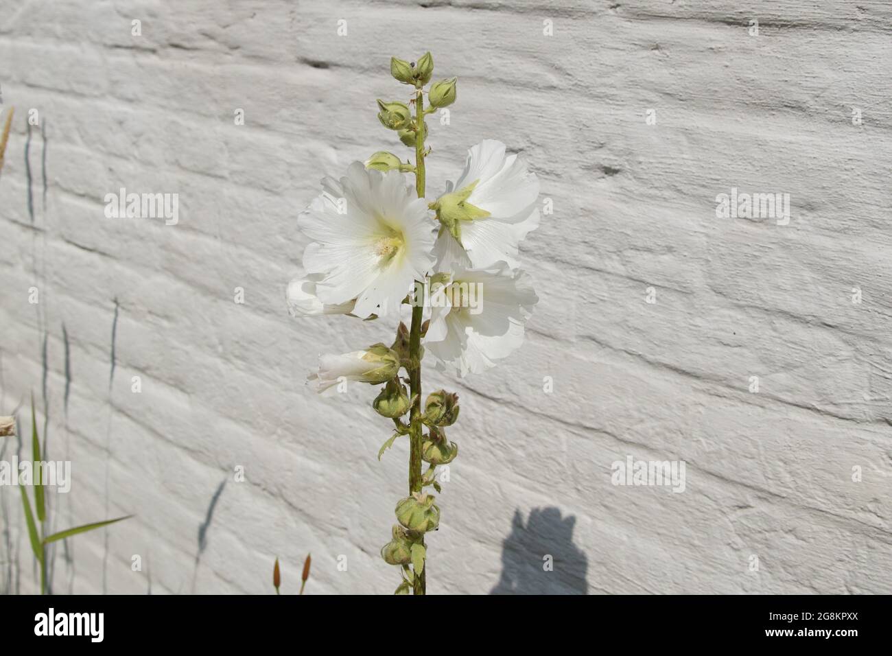 Blüten eines weißen Hollyhocks (Alcea rosea), Familie Malvaceae mit einer weißen Wand als Hintergrund. Sommer, Juli, Niederlande. Stockfoto