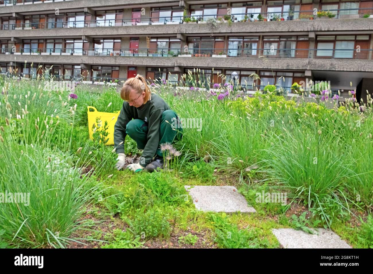 Eine Gärtnerin, die auf dem Barbican Estate City of London EC2Y UK KATHY DEWITT ein Gartenbett aus Ziergräsern-Allien und Mohnblumen und Apartments jäten Stockfoto