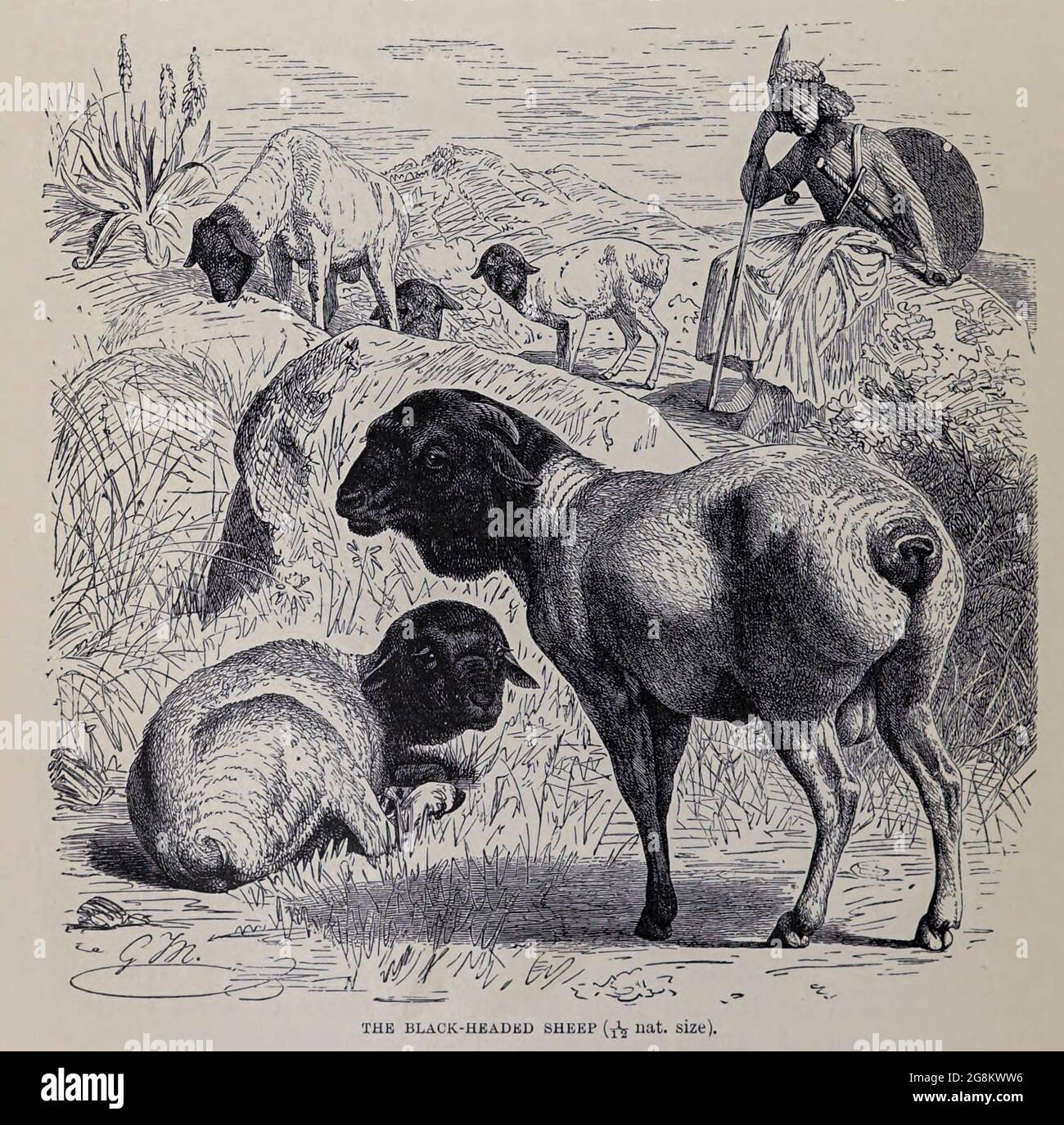 Black headed Sheep aus dem Buch ' Royal Natural History ' Band 2 herausgegeben von Richard Lydekker, veröffentlicht in London von Frederick Warne & Co im Jahr 1893-1894 Stockfoto