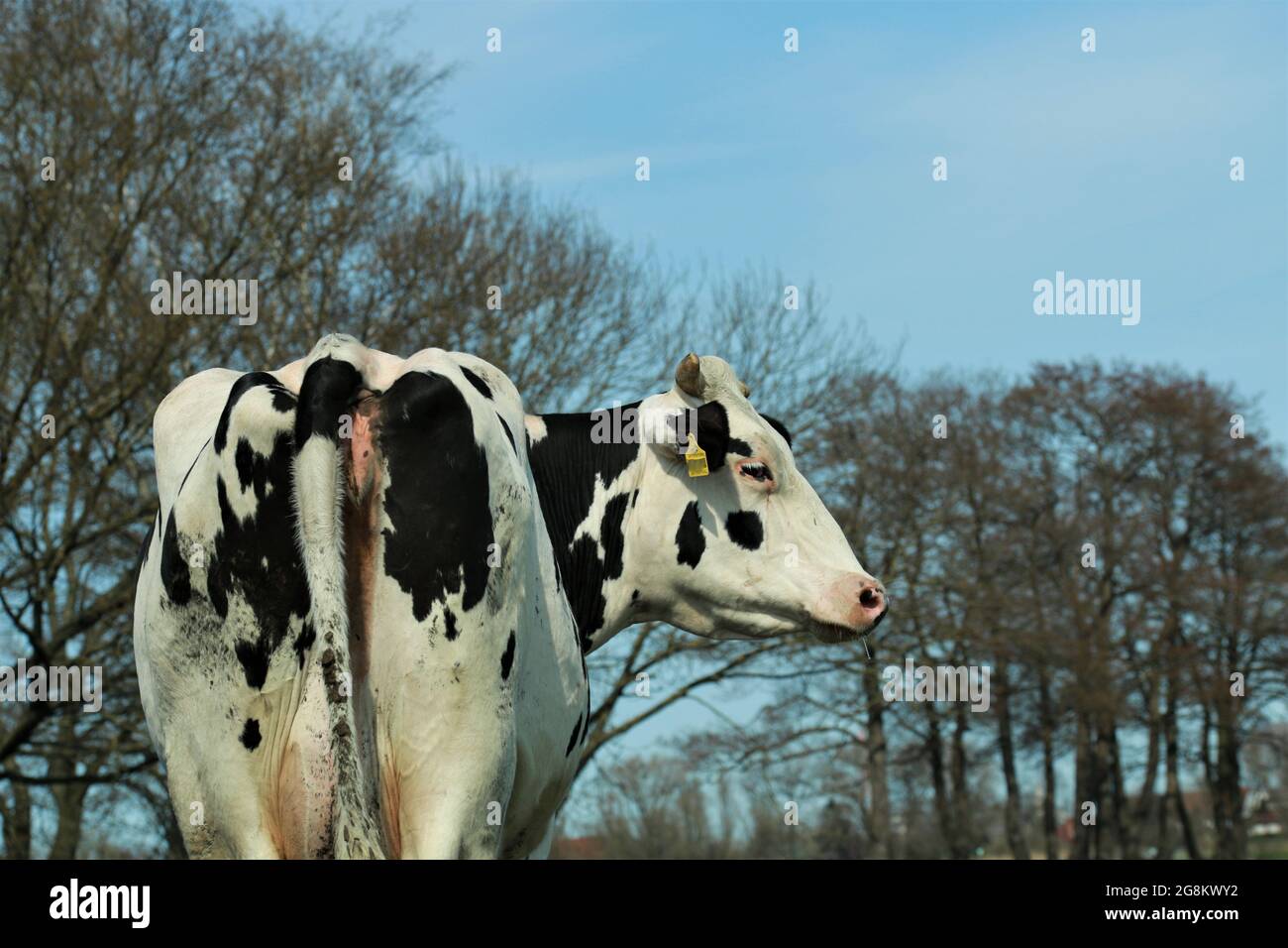 Rückansicht einer schwarz-weißen Kuh auf der Wiese Stockfoto