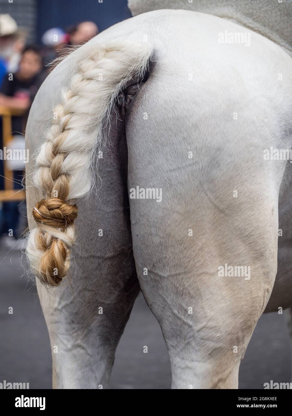 Ausgefallener geflochtener Schwanz eines weißen Pferdes (Equus ferus) bei der jährlichen Pferdeparade (Tope) in San Jose, Costa Rica. Stockfoto