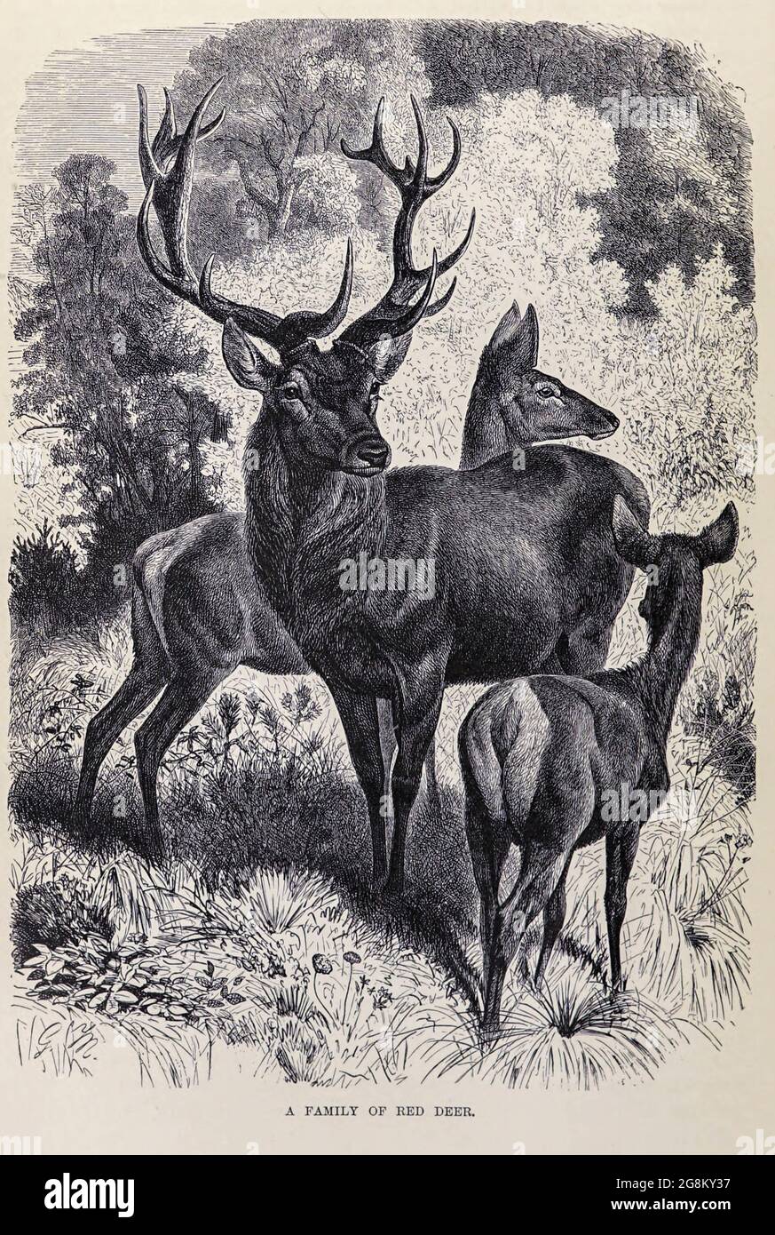 Eine Familie von Red Deer (Cervus elaphus) aus dem Buch "Royal Natural History" Band 2 herausgegeben von Richard Lydekker, herausgegeben in London von Frederick Warne & Co im Jahr 1893-1894 Stockfoto