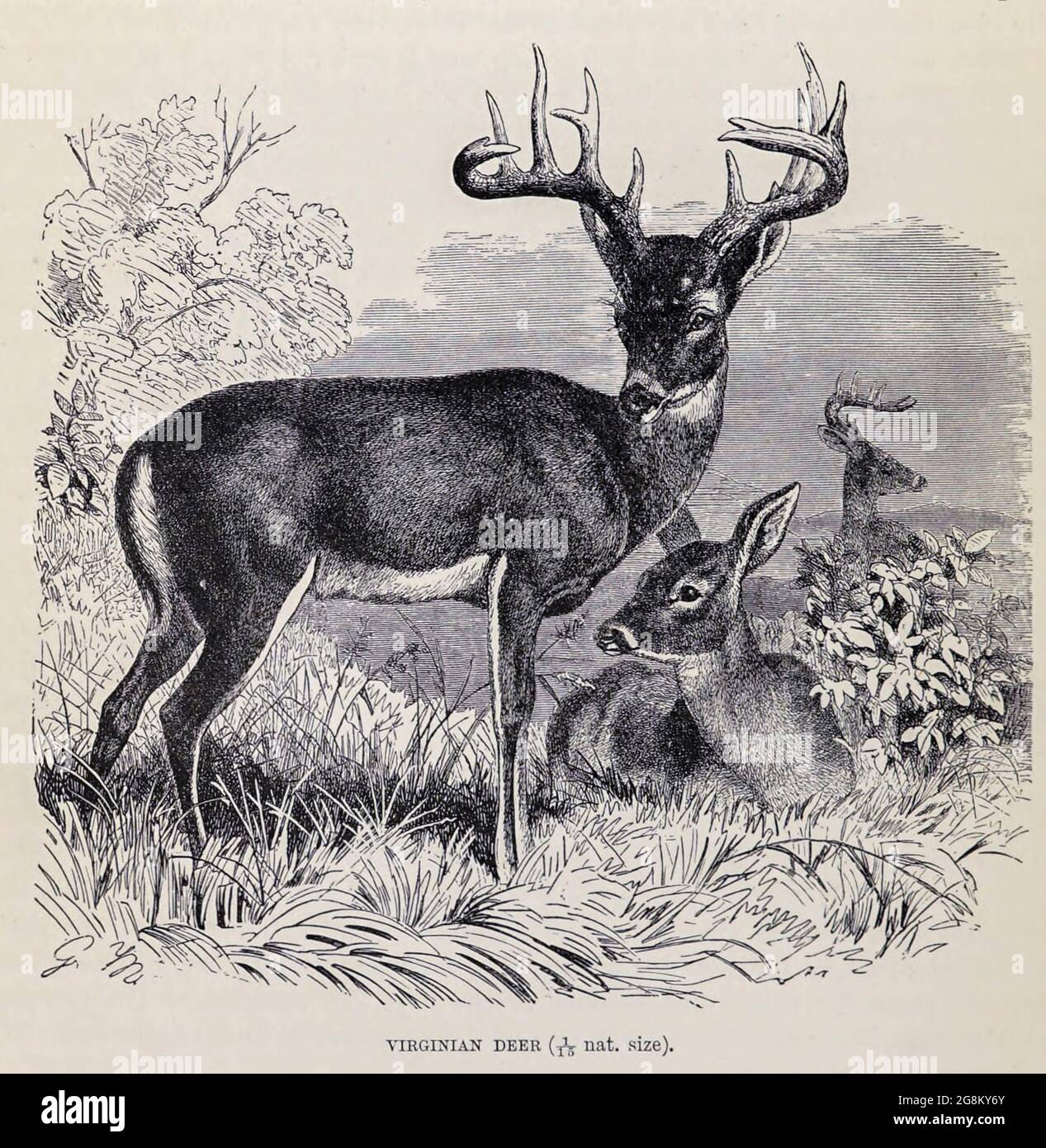 Der Weißschwanzhirsch (Odocoileus virginianus), auch bekannt als der Weißschwanzhirsch oder Virginia-Hirsch, ist ein mittelgroßer Hirsch, der in Nordamerika, Mittelamerika, Ecuador, Und Südamerika bis nach Peru und Bolivien aus dem Buch „Royal Natural History“ Band 2 herausgegeben von Richard Lydekker, herausgegeben 1893-1894 in London von Frederick Warne & Co Stockfoto