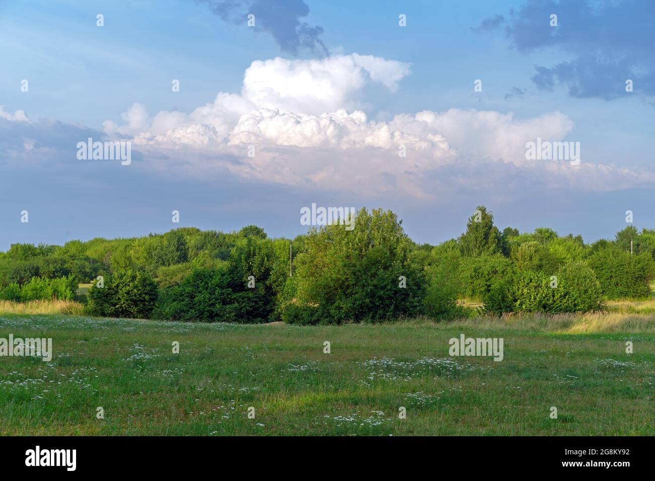 Sommerlandschaft mit Wolken, Bäumen und Wiesenblumen in den Strahlen des Sonnenuntergangs. Stockfoto