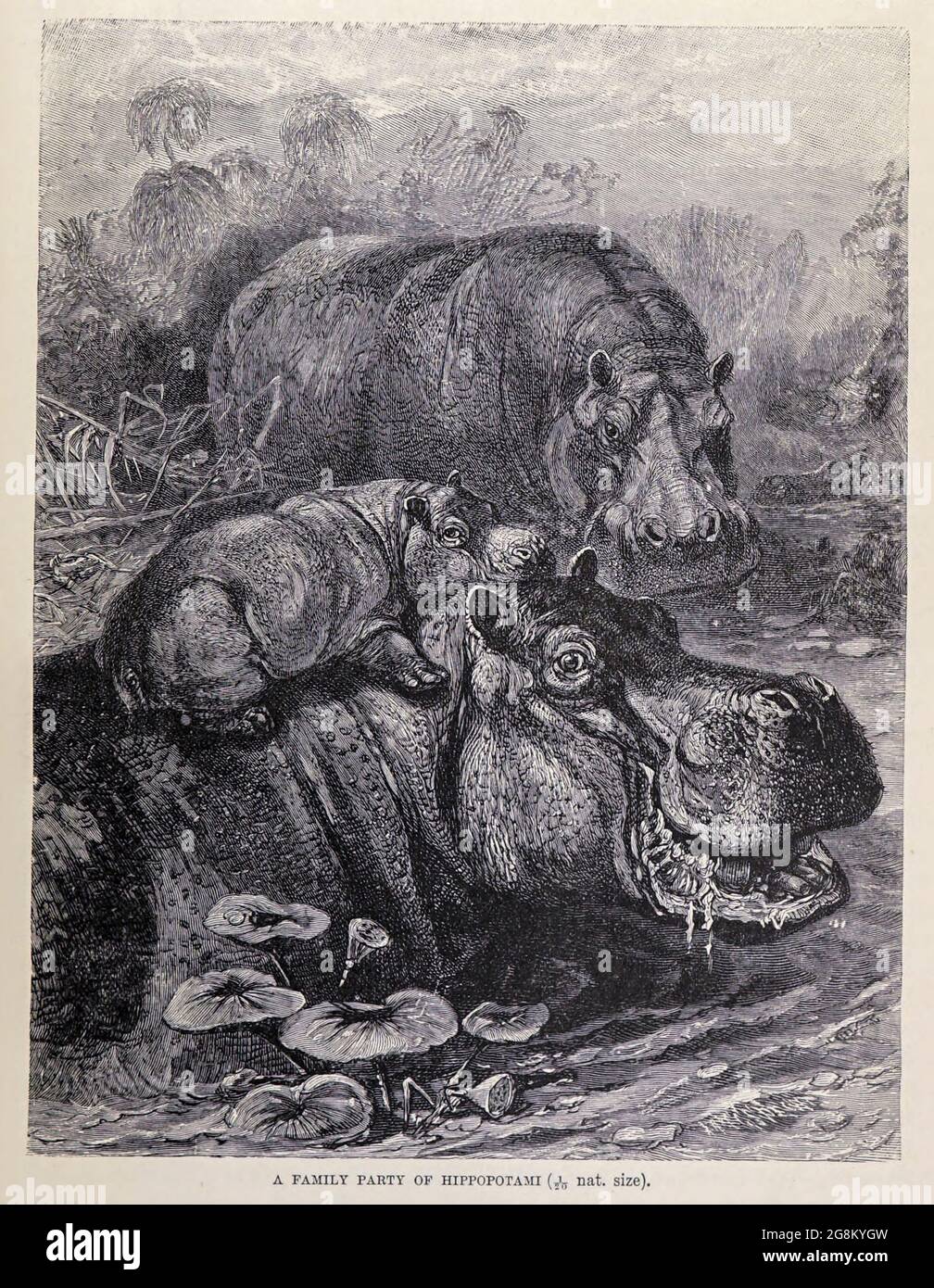 Eine Familienfeier von Hippopotami. Der Hippopotamus (Hippopotamus amphibius), auch Hippo genannt, ist ein großes, meist pflanzenfressendes, semiaquatisches Säugetier und Huftier, das im subsaharischen Afrika beheimatet ist. Aus dem Buch ' Royal Natural History ' Band 2 herausgegeben von Richard Lydekker, veröffentlicht in London von Frederick Warne & Co im Jahr 1893-1894 Stockfoto