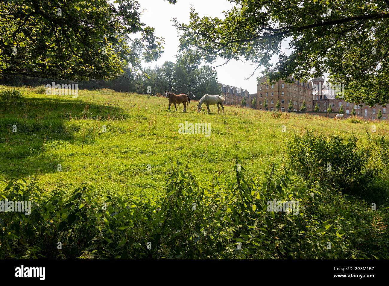 Pferde grasen auf einem Feld am Rande einer Wohnanlage, Mill Hill (St. Joseph's Gate), ein typisches Mill Hill s/cene Stockfoto