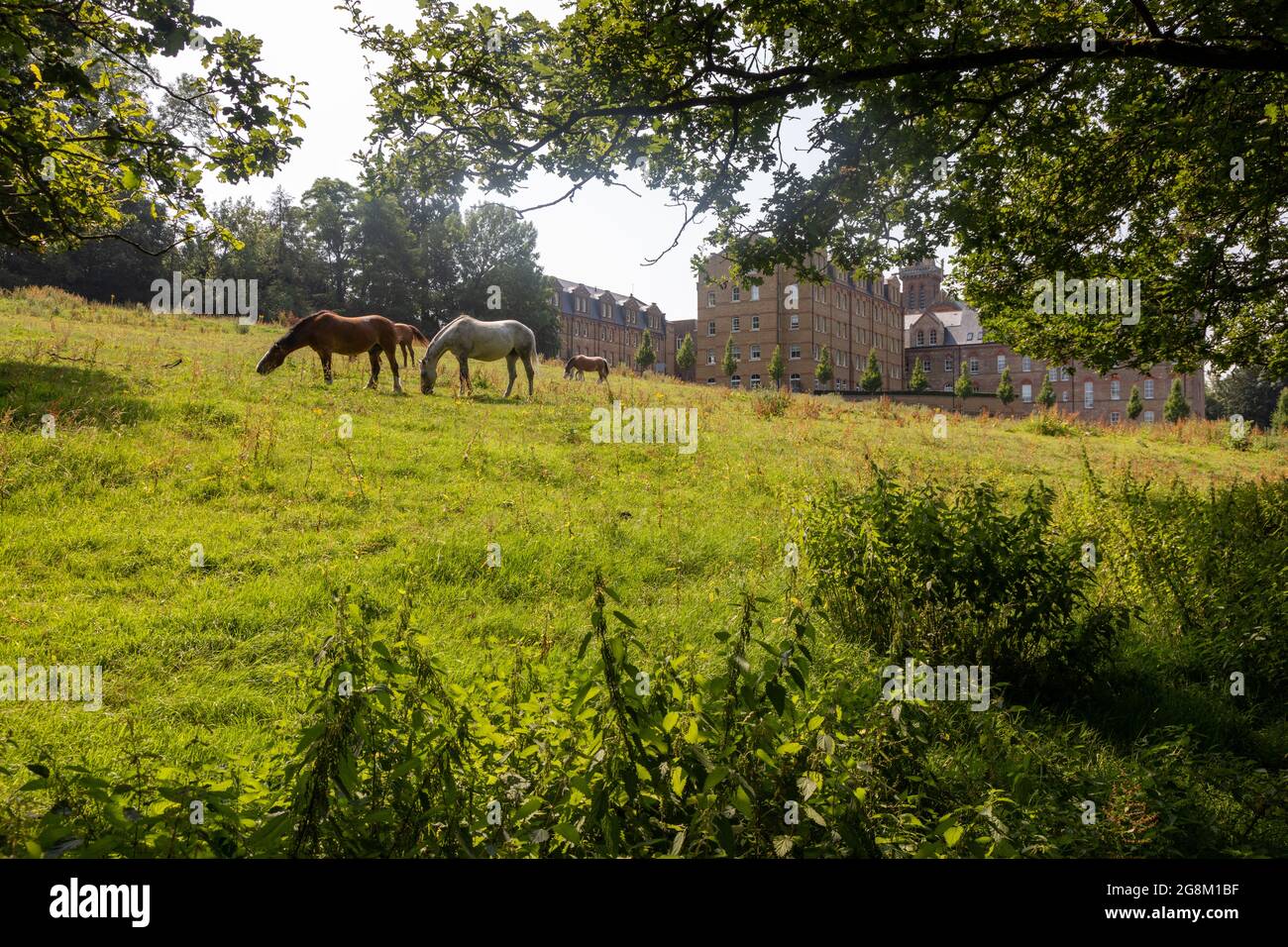 Pferde grasen auf einem Feld am Rande einer Wohnanlage, Mill Hill (St. Joseph's Gate), eine typische Mill Hill Szene Stockfoto