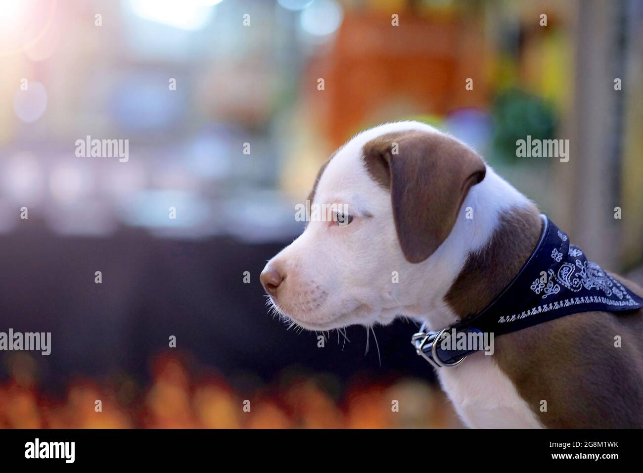 pitbull Welpen Hunde entzückend auf Hintergrund. Stockfoto