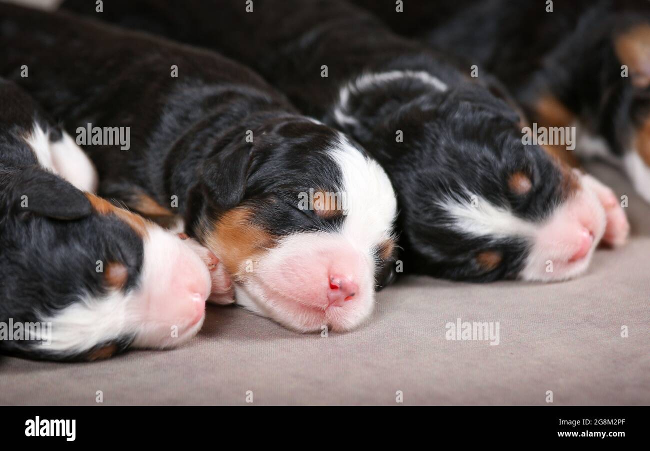 3 Tage alte F1 Mini Bernedoodle Welpen schlafen in einer Reihe Stockfoto