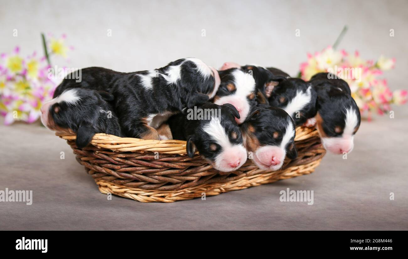 3 Tage alte F1 Mini Bernedoodle Welpen schlafen in einem Korb Stockfoto