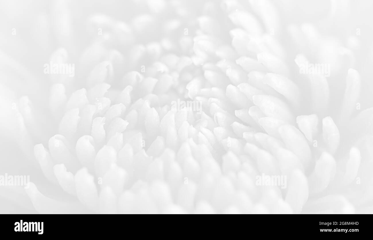 Floraler Hintergrund. Nahaufnahme von grüner Dahlie im Sonnenlicht. Bild in hellgrauem Ton Stockfoto
