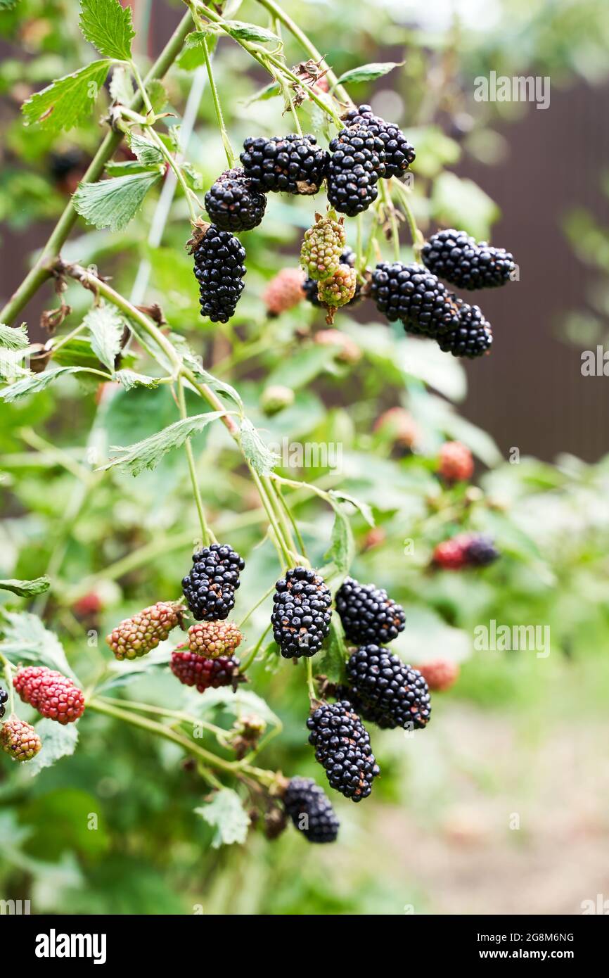Viele reife und unreife Bio-Brombeeren wachsen auf einem Busch in einem Sommergarten Stockfoto