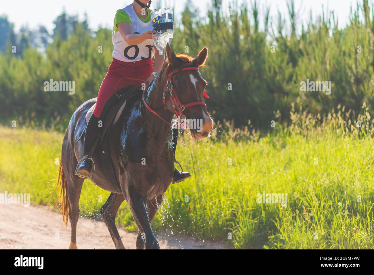 Konkurrent gießen Wasser auf das Pferd in Sommerfeld Wiese.Junge Reiter galoppiert durch den Sommer sonnigen Tag.Rivalität Konzept. Stockfoto