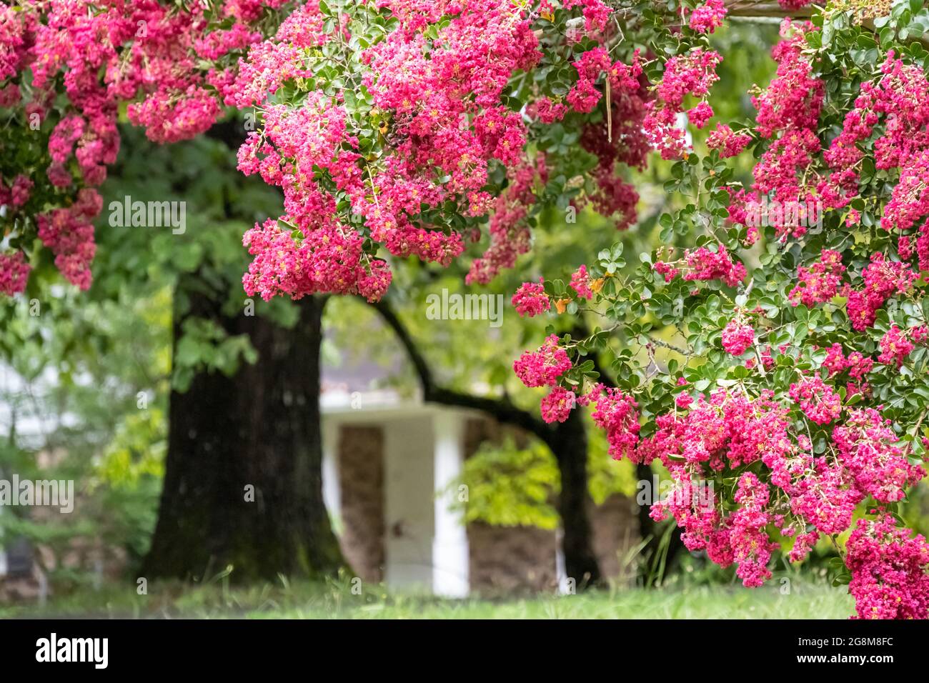 Wunderschöne rosa Krabbenmyrte (Lagerstroemia) blüht im Vorgarten eines Metro Atlanta Wohnhauses. (USA) Stockfoto