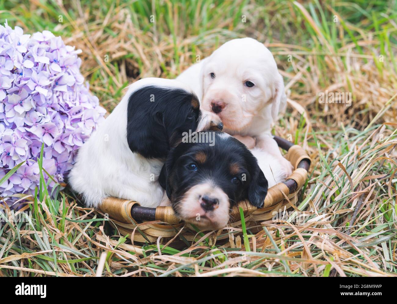 Drei kleine englische Setter Welpen in einem Korb auf Gras mit einer Hortensienblume. Speicherplatz kopieren. Stockfoto