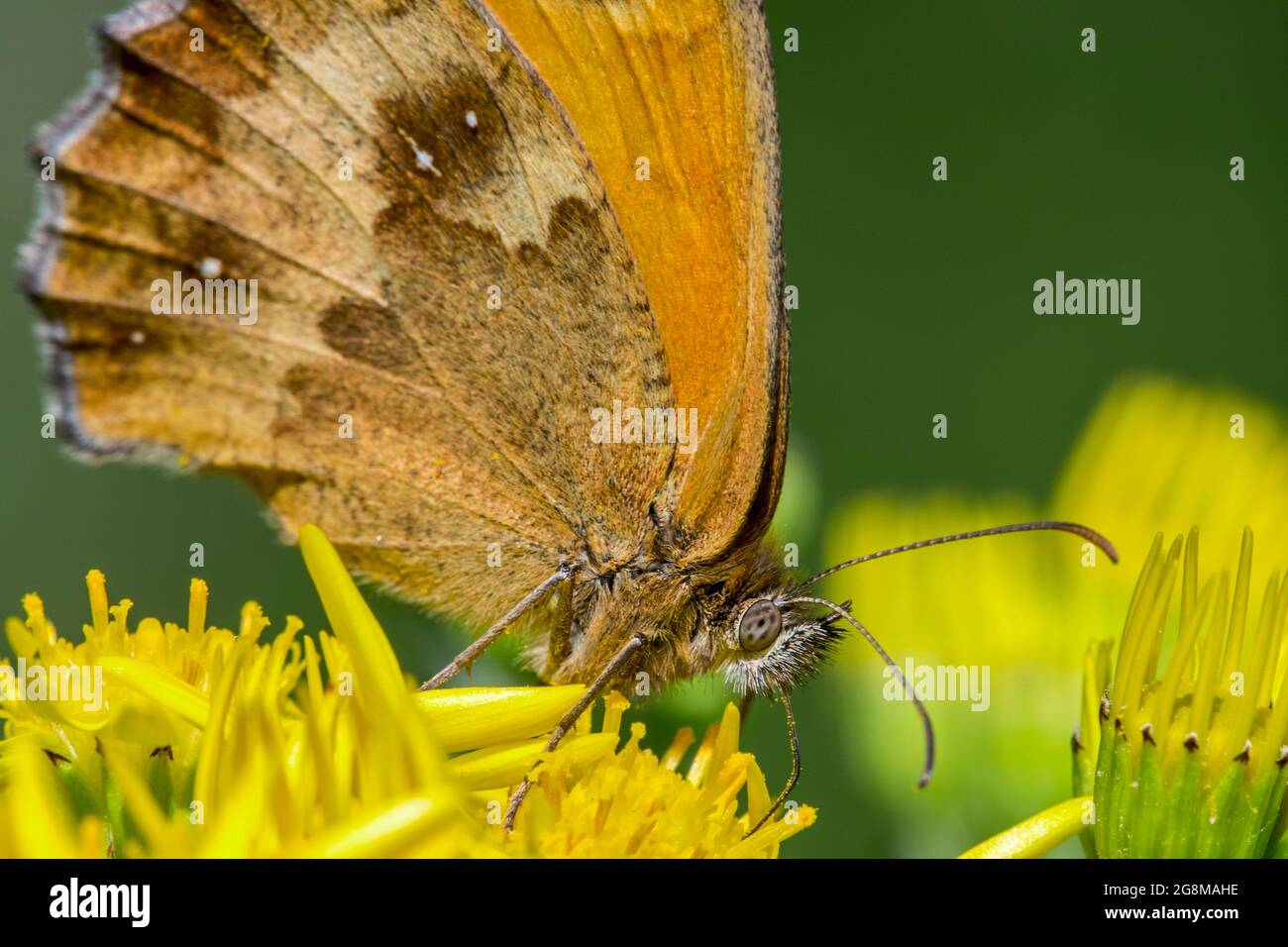 Pförtner/Heckenbrauner (Pyronia tithonus) Schmetterling, der sich von Nektar aus gewöhnlicher Ragwurz ernährt / Sprössling-Ragwurz (jacobaea vulgaris / Senecio jacobaea) Stockfoto