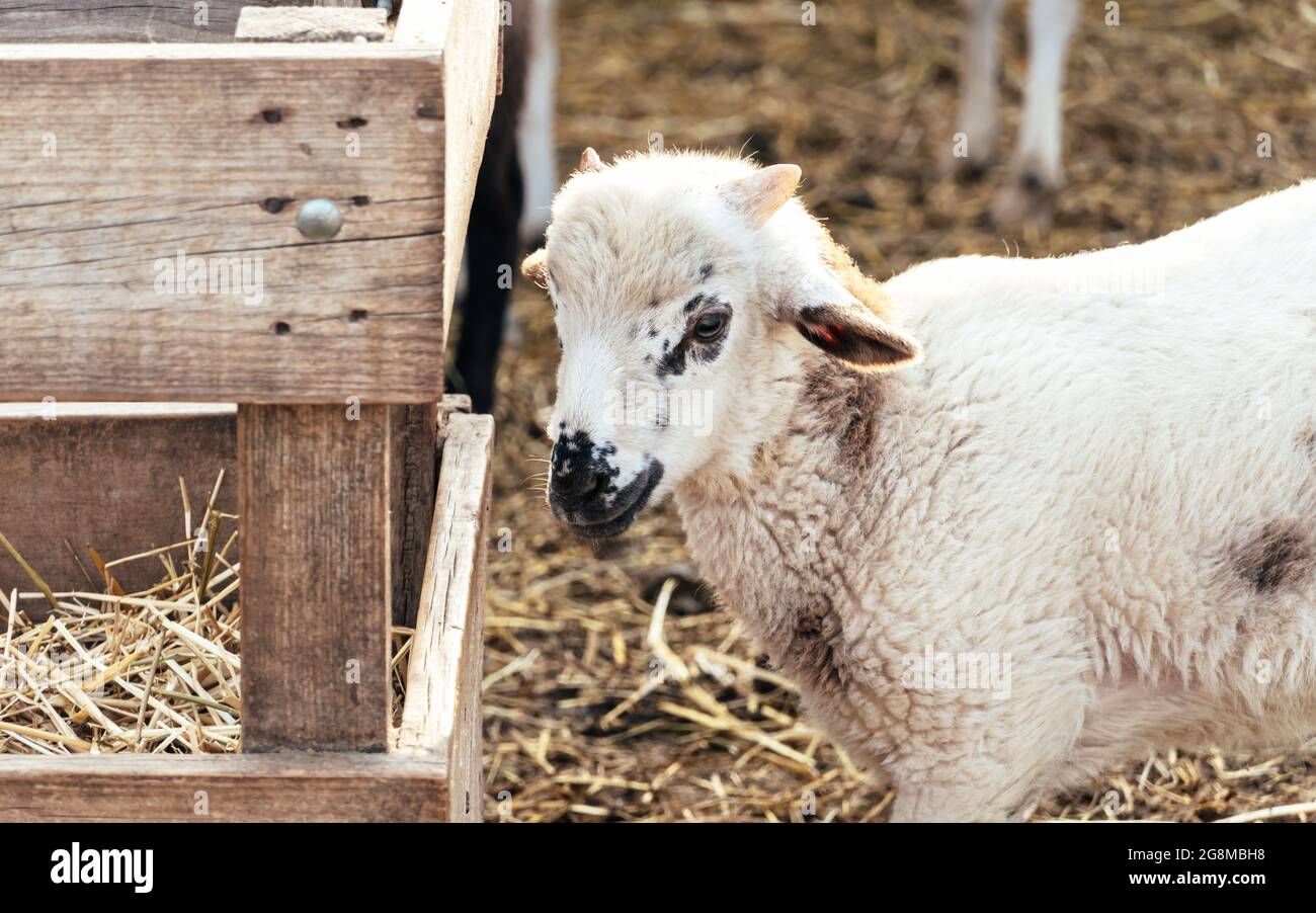 Porträt eines jungen weißen Schafes mit schwarzen Flecken auf dem Bauernhof. Stockfoto