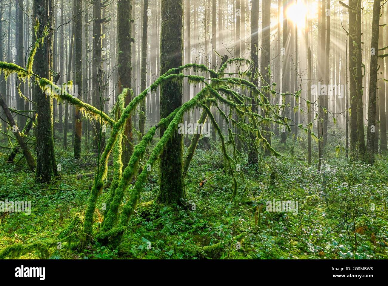 Sonnenstrahlen, Wald, Golden Ears Provincial Park, Maple Ridge, British Columbia, Kanada Stockfoto