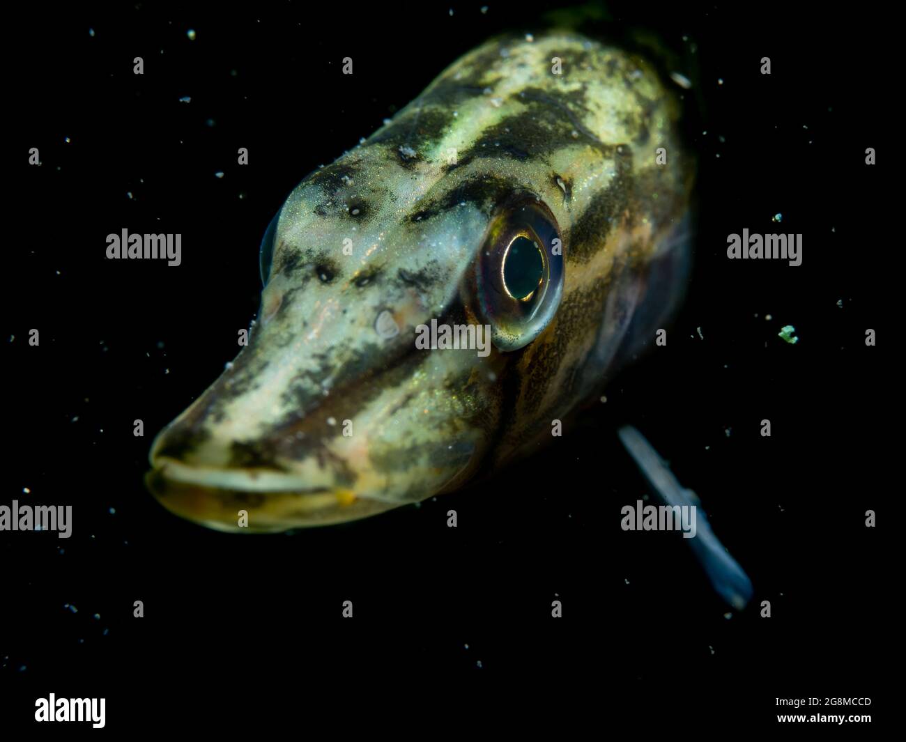 Junger Hecht (Esox lucius) sehr neugierig, Nordrhein-Westfalen, Deutschland Stockfoto