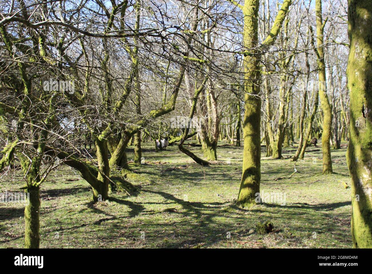 Blühende Bäume mit Ästen im Wald Stockfoto