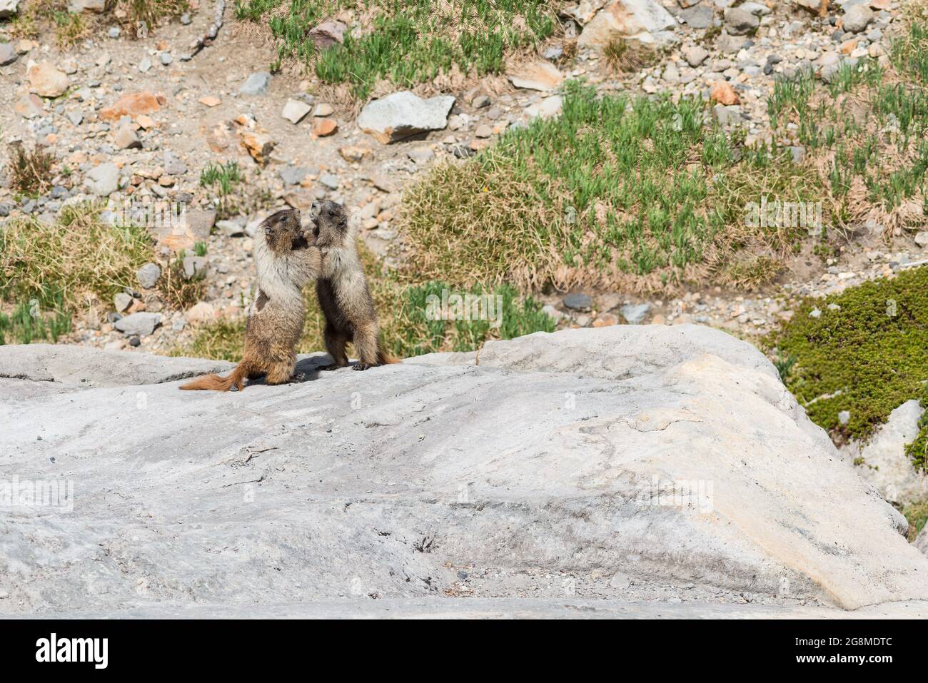Ein Paar Murmeltiere im Mount Rainier National Park, die auf ihren Hinterbeinen stehen und sich an einem Sommermorgen gegenseitig drängen Stockfoto