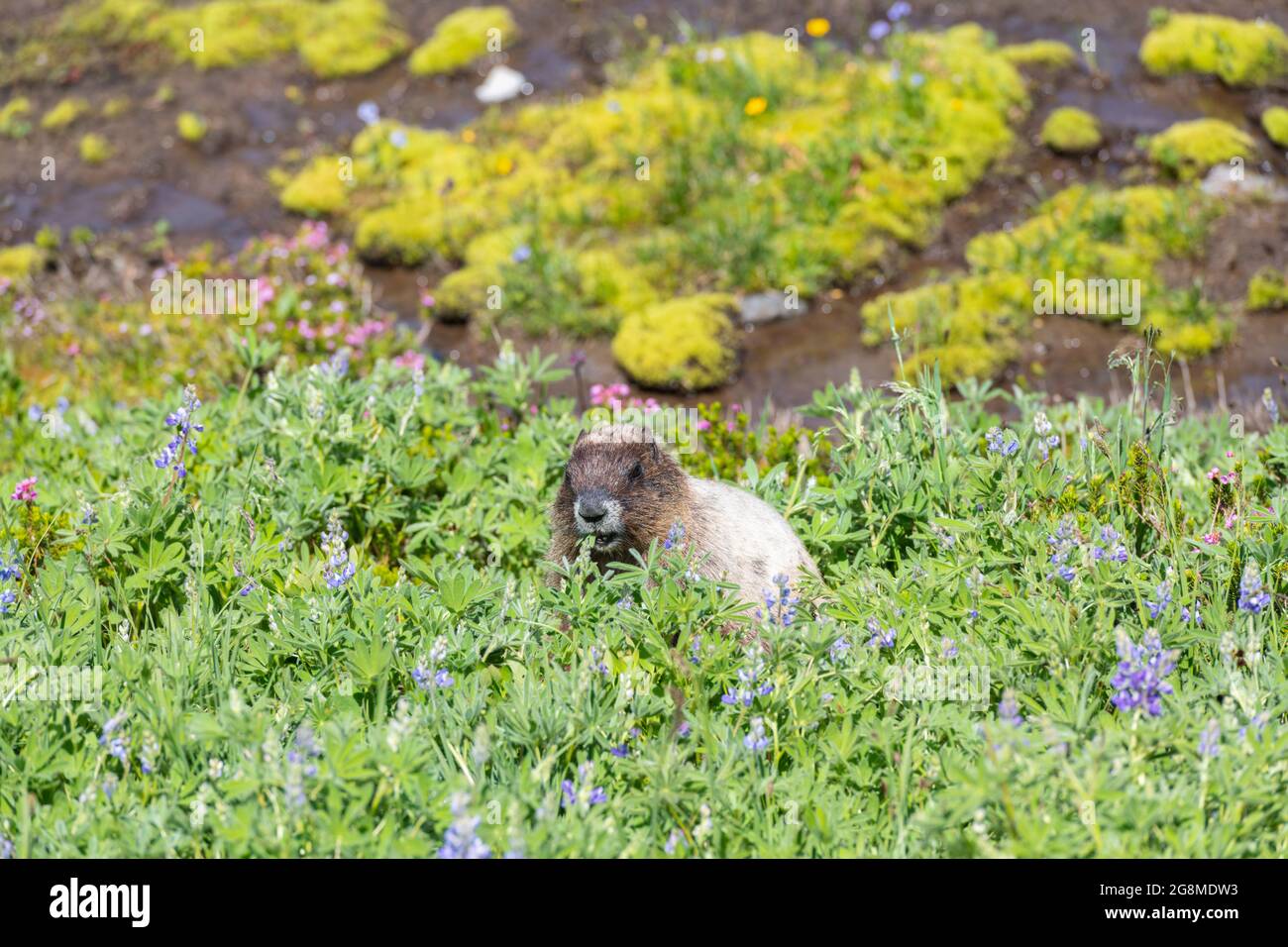 Im Paradise im Mount Rainier National Park, wo ein Bach vorbeifließt, sitzt ein Murmeltier in einem Fleck von Lupinen-Wildblumen. Stockfoto