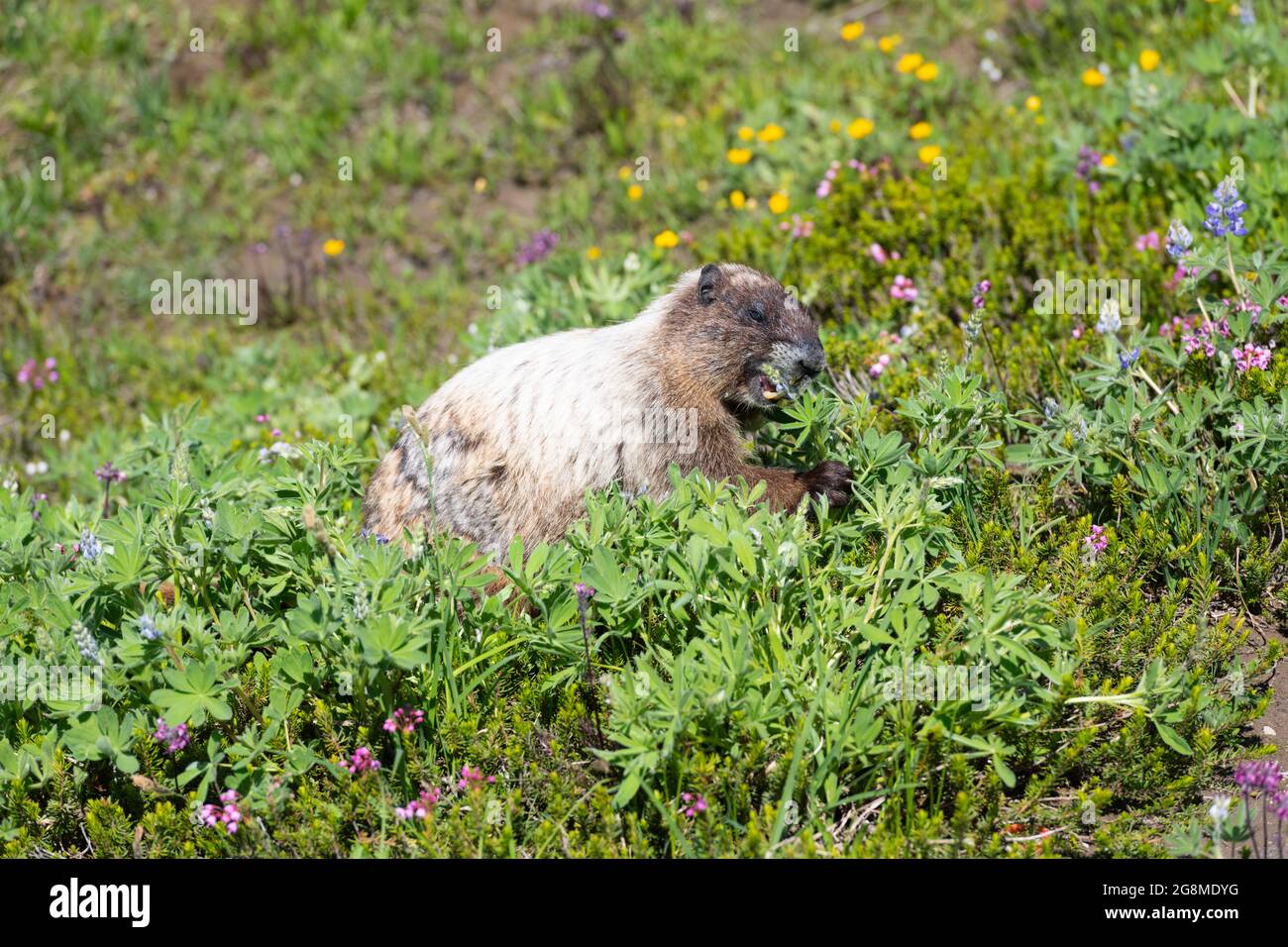 Eine heitere Murmeltier auf einer Blumenwiese im Paradise im Mount Rainier National Park, die im August von Sommerlupinenblumen ernährt wird Stockfoto