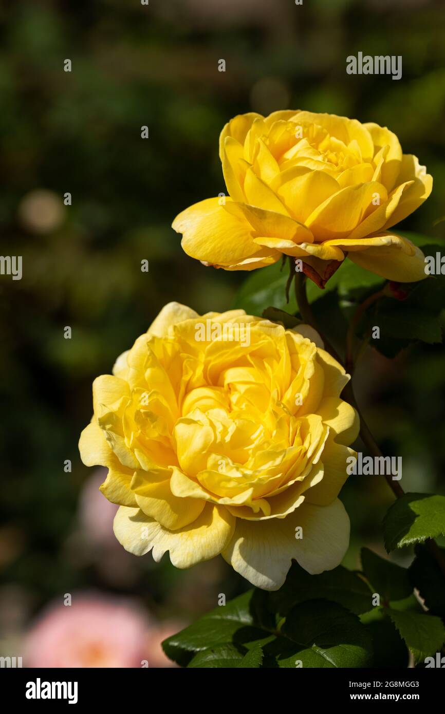 Nahaufnahme einer gelben Rose namens Rosa Charles Darwin, die in einem britischen Garten blüht. Eine schöne Rose von David Austin. Stockfoto