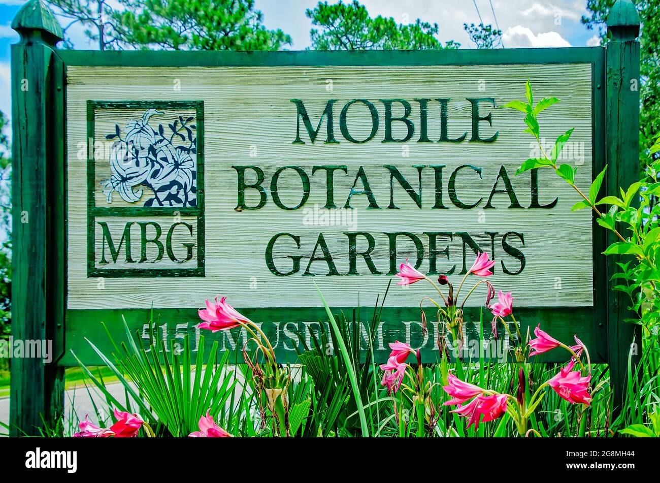 Das Mobile Botanical Gardens-Schild ist mit rosa Crinumlilien geschmückt, die am 17. Juli 2021 in Mobile, Alabama, blühen. Stockfoto