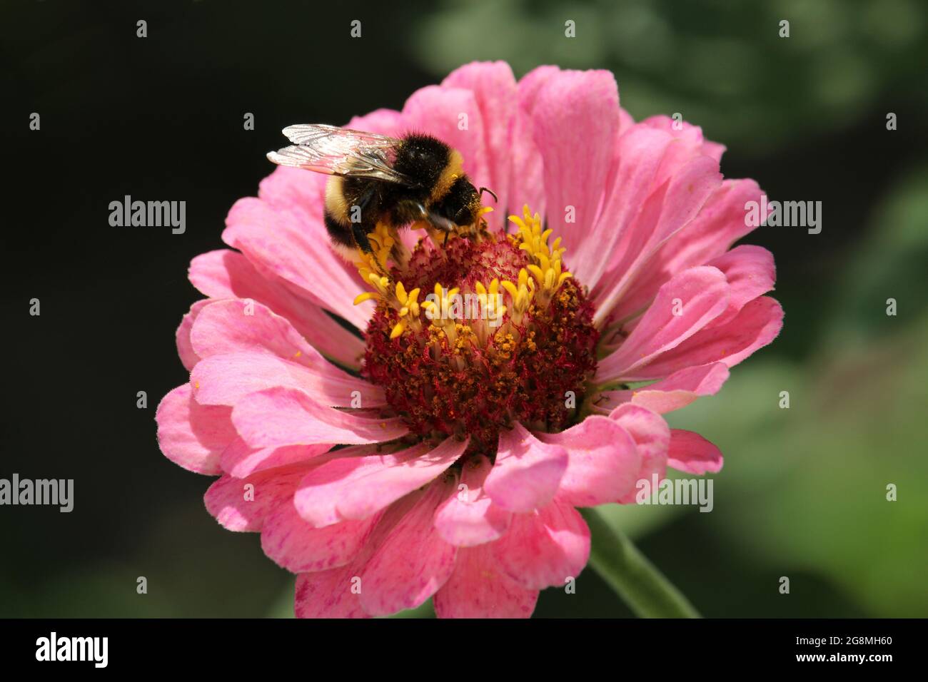 Eine Biene, die auf einem Blumenzinnie sitzt. Makro-Foto von Natur Pflanze Blume Zinnie auf verschwommenem Hintergrund. Stockfoto