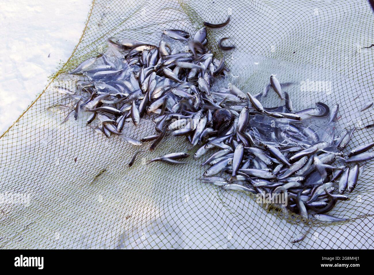 Kleine Fische in einem Fischernetz Stockfoto