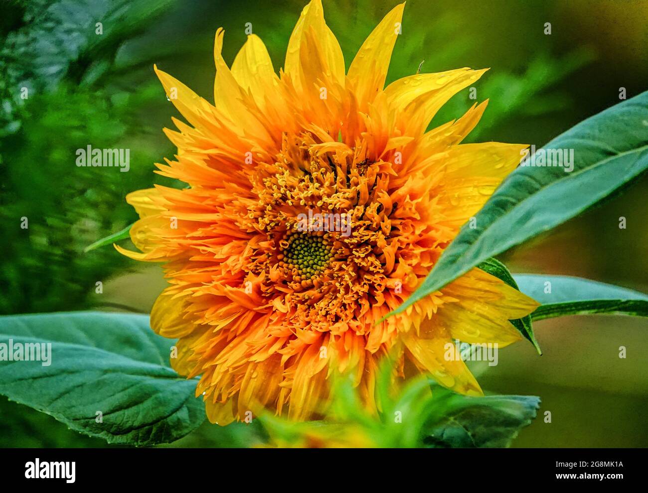 Leuchtend orange und gelb Sonnenblume öffnet sich Stockfoto