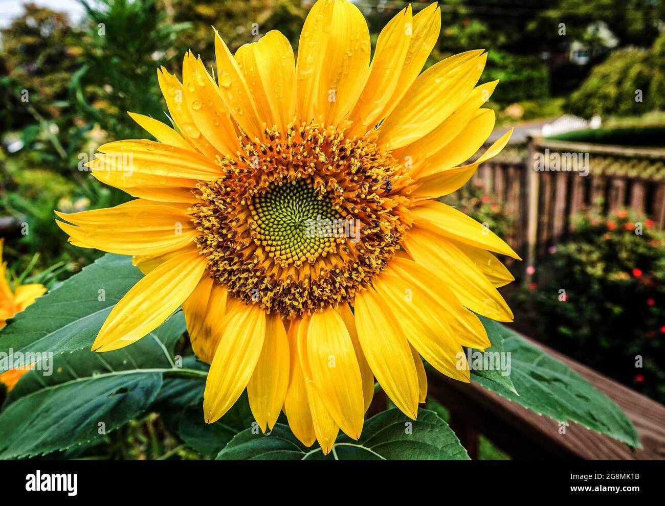 Leuchtend orange und gelb Sonnenblume öffnet sich Stockfoto