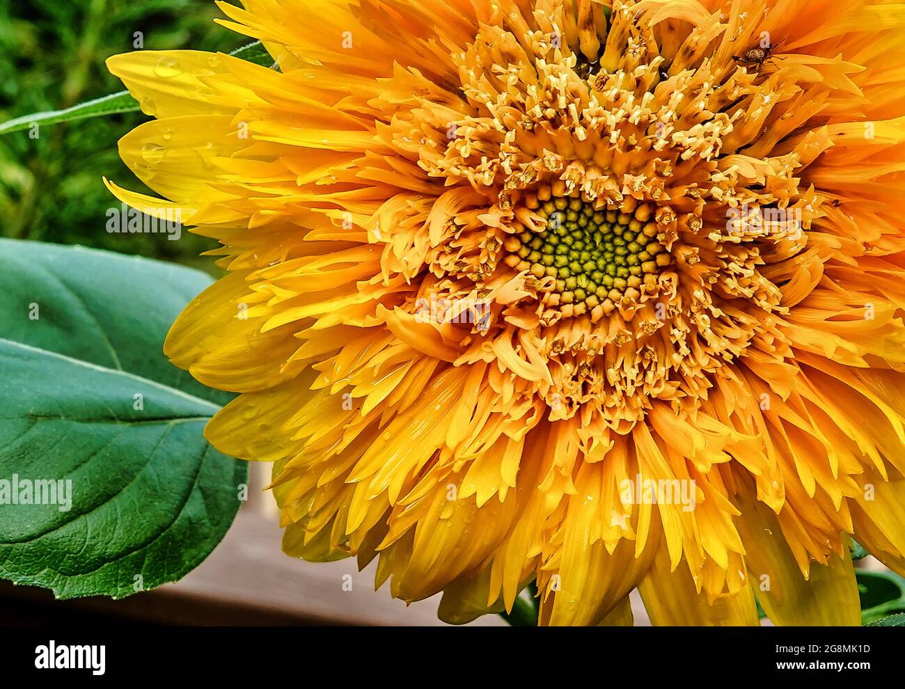 Leuchtend orange und gelb Sonnenblume öffnet sich Stockfoto