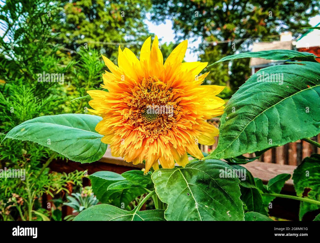 Leuchtend orange und gelb Sonnenblume öffnet sich Stockfoto