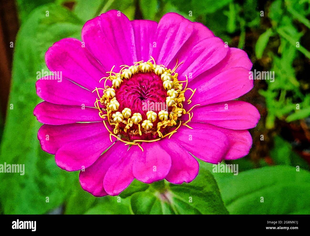 Leuchtend violette und gelbe Blume im Garten Stockfoto