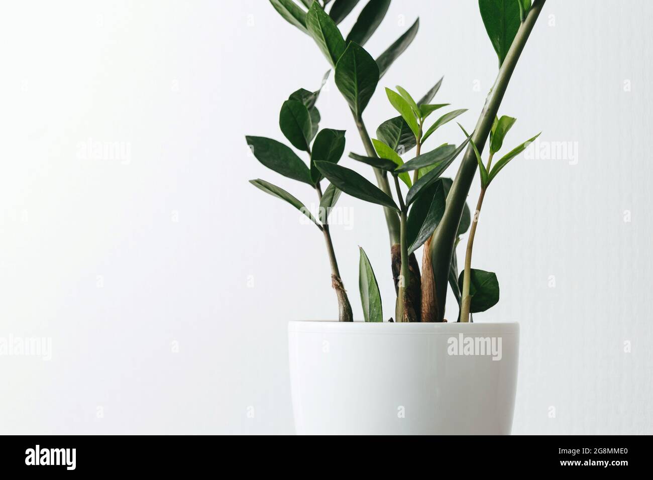 Zamioculcas zamiifolia zz grüne Pflanze Blatt auf dem weißen Hintergrund close up Stockfoto