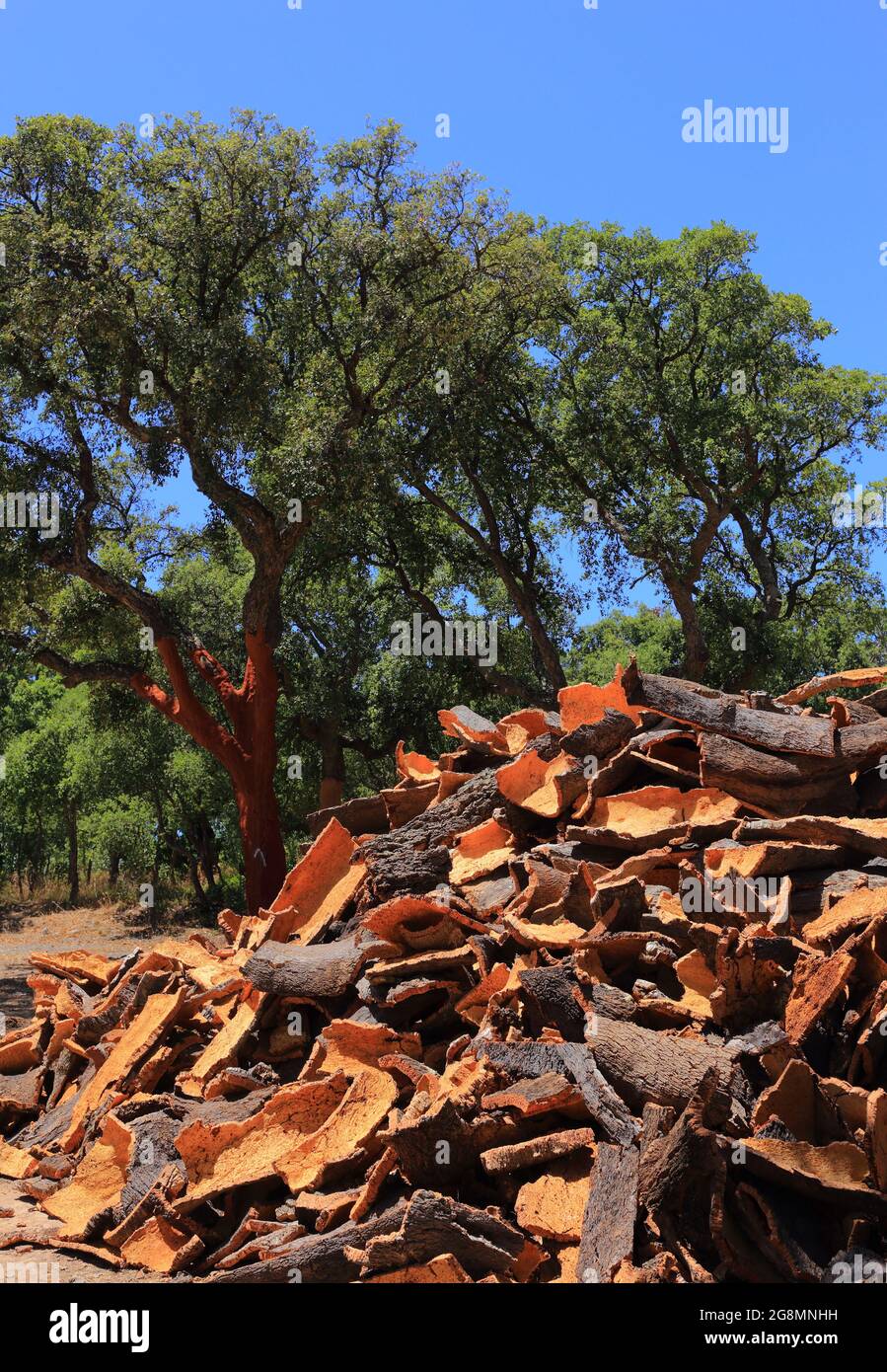 Portugal, Region Alentejo. Frisch geerntete Korkeiche, bei der Rinde in der Sonne trocknet. (Unbearbeiteter Kork) natürliche, nachhaltige Ressource. Geringer Fokus Stockfoto