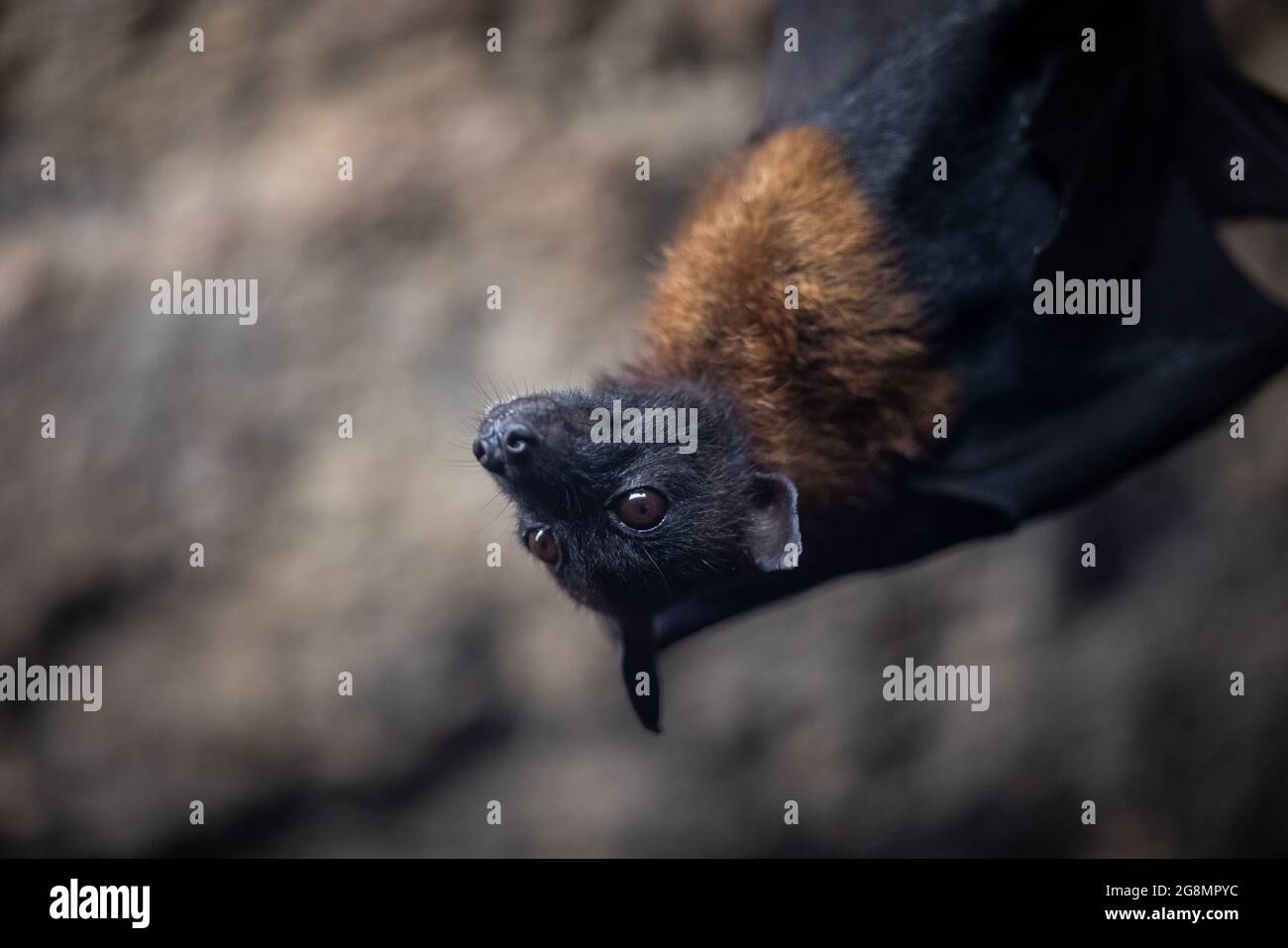 Porträt einer Fledermaus in einer Höhle Stockfoto