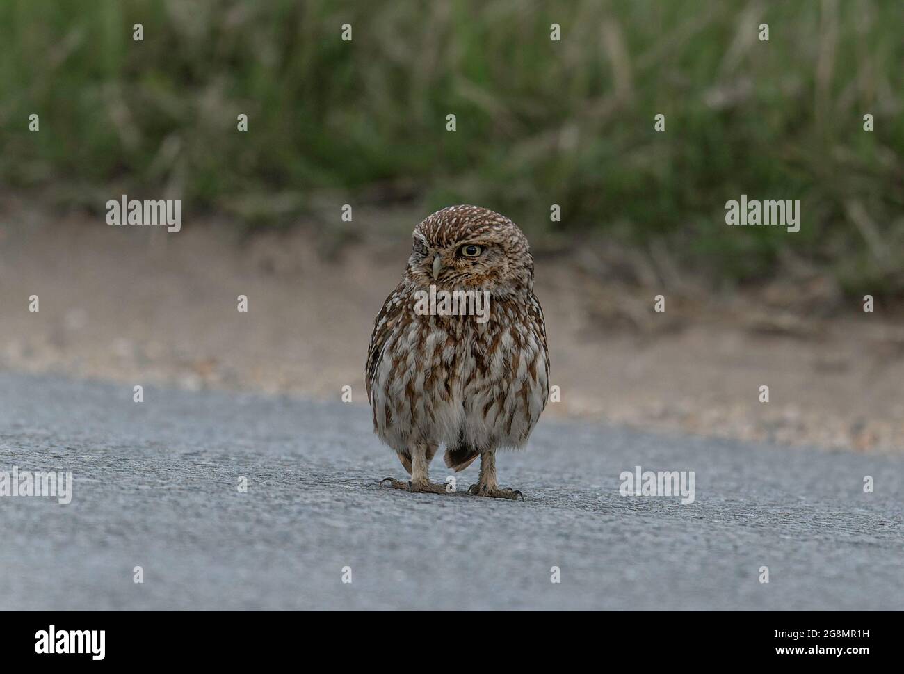 Die kleine Eule (Athene noctua) thront auf der Straße in North Norfolk. Auf der Suche nach Beutegegenständen zum Füttern. Stockfoto